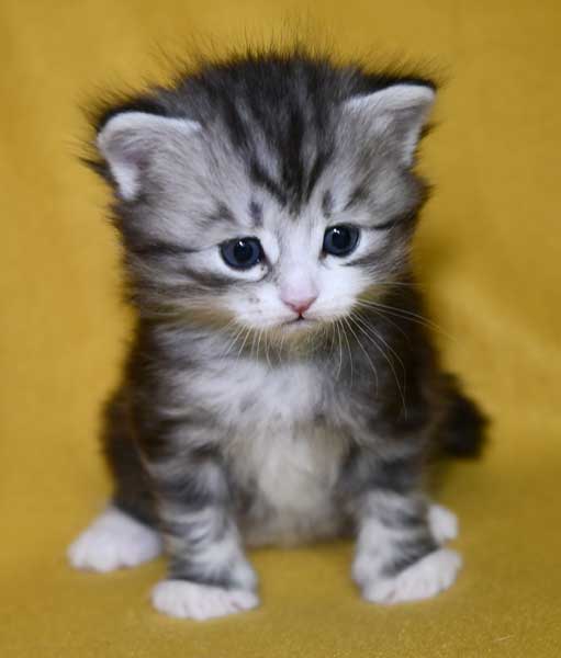 Sibirisk kattunge Seppina