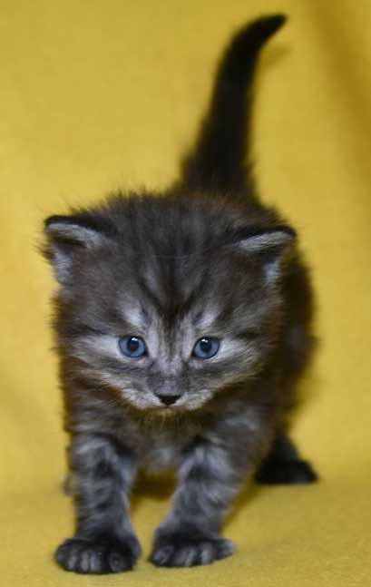 Sibiririsk kattunge Skip