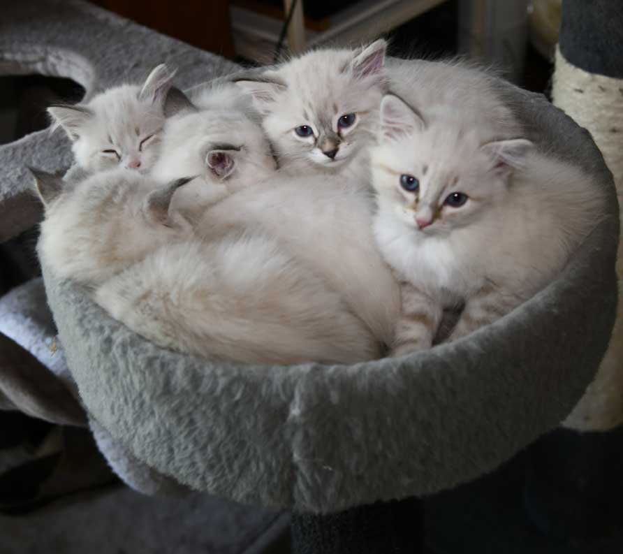 Neva Masquerade kattungar R3-kull