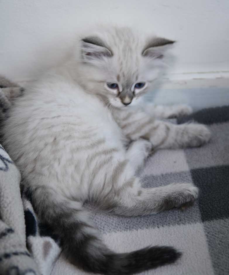 Neva Masquerade kattunge Reiko