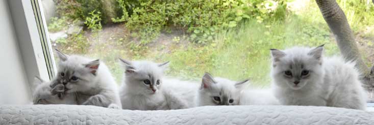 Neva Masquerade kattungar R3-kull