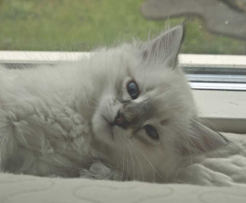 Neva Masquerade kattunge Ricci