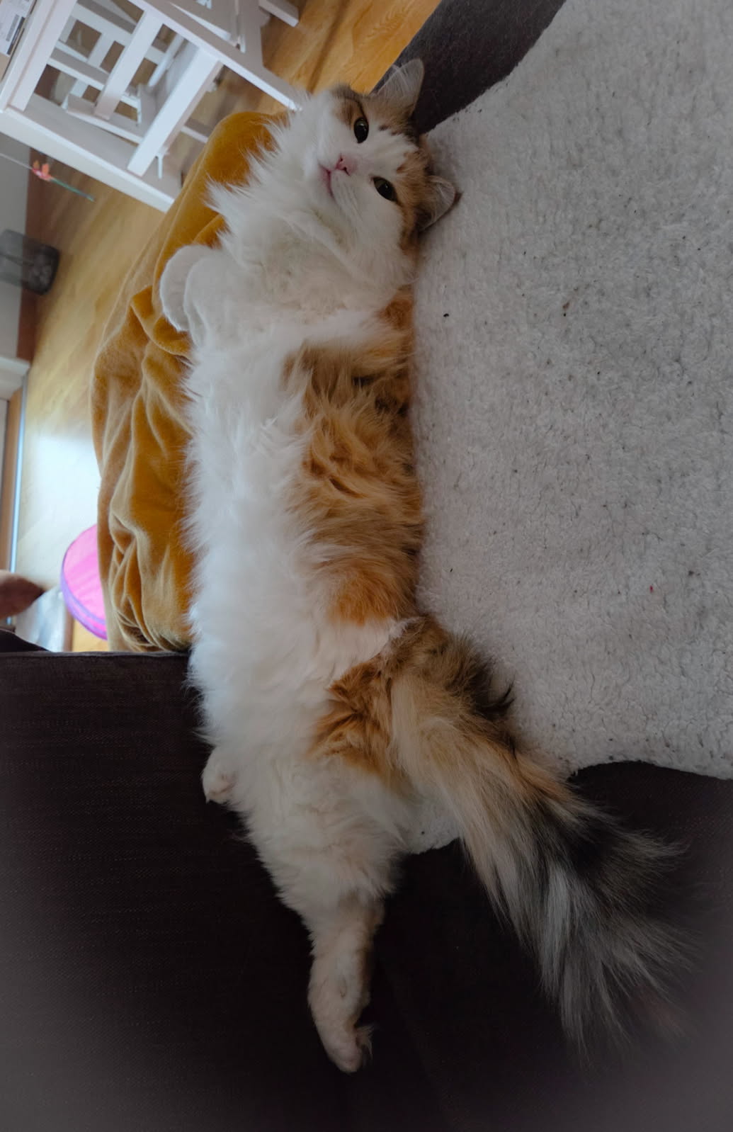 Sibirisk katt Nymphe