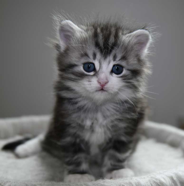 Sibirisk kattunge Seppina