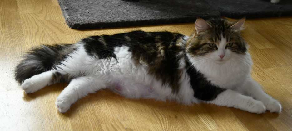 Sibirisk katt Vickie