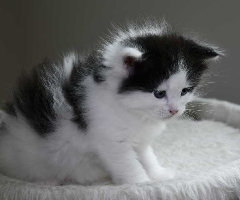 Sibirisk kattunge Saroma