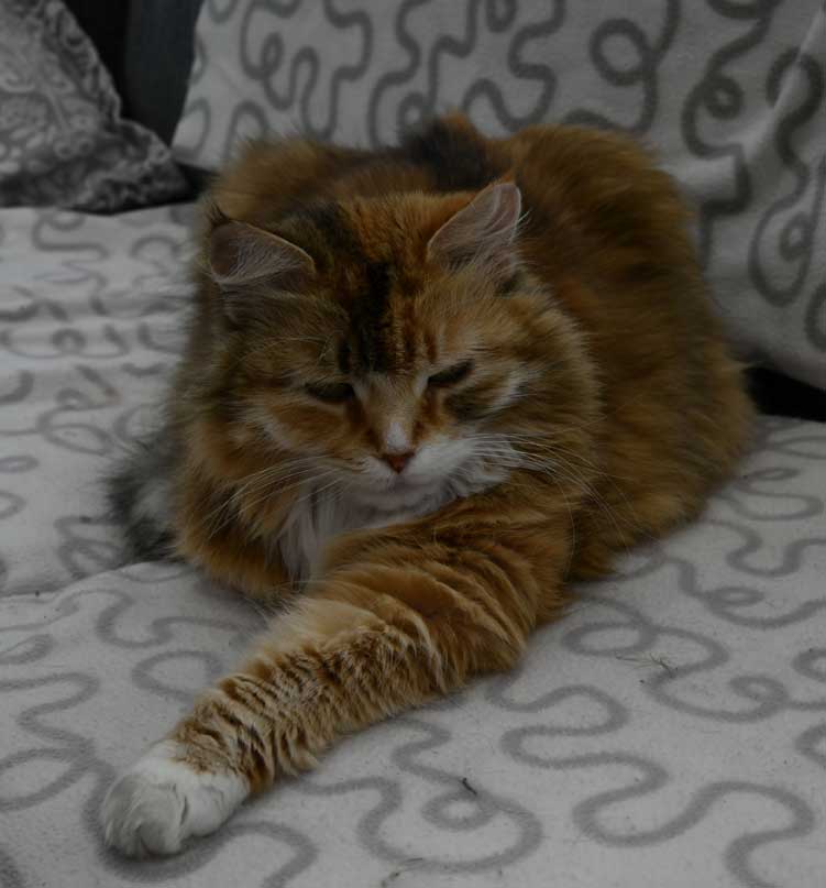 Sibirisk katt Dani