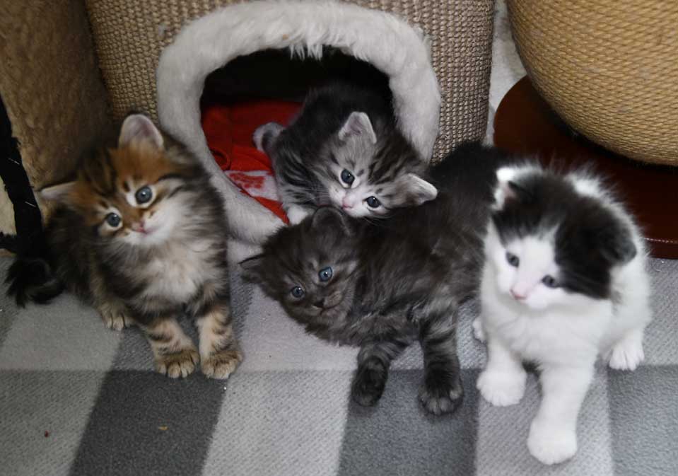 Sibiriska kattungar S3-kull