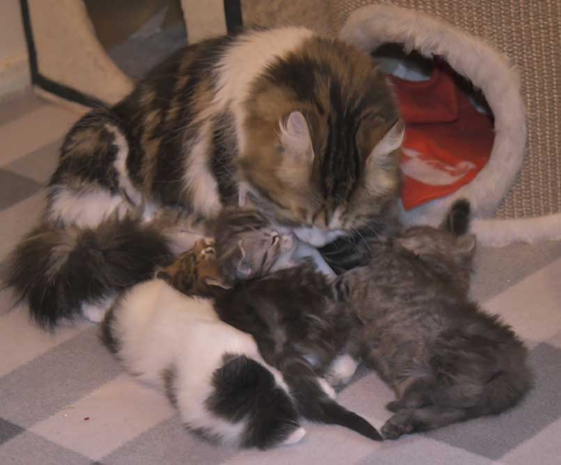 Sibiriska kattungar S3-kull