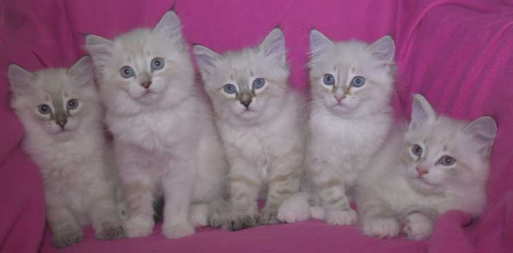 Neva Masquerade kattungar R3-kull