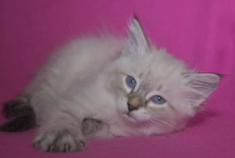 Neva Masquerade kattunge Reiko