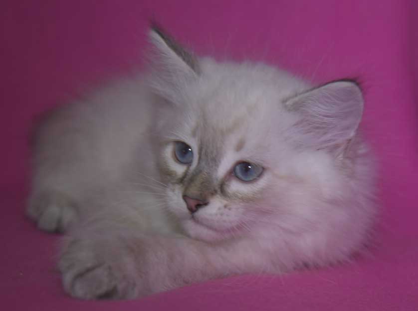 Neva Masquerade kattunge Ricci