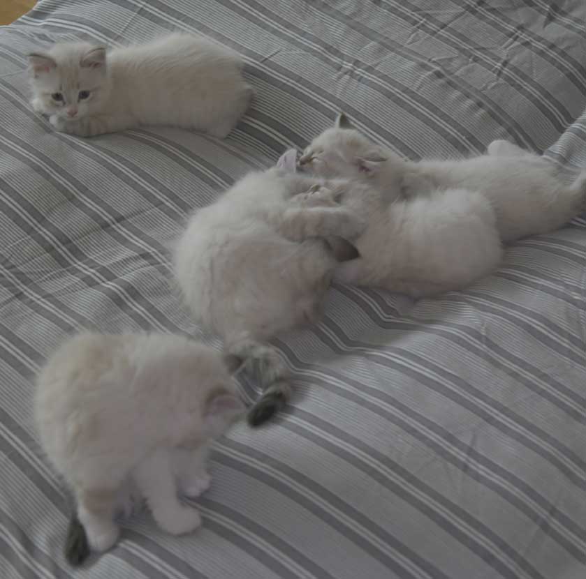 Neva Masquerade kattungar R3-kull