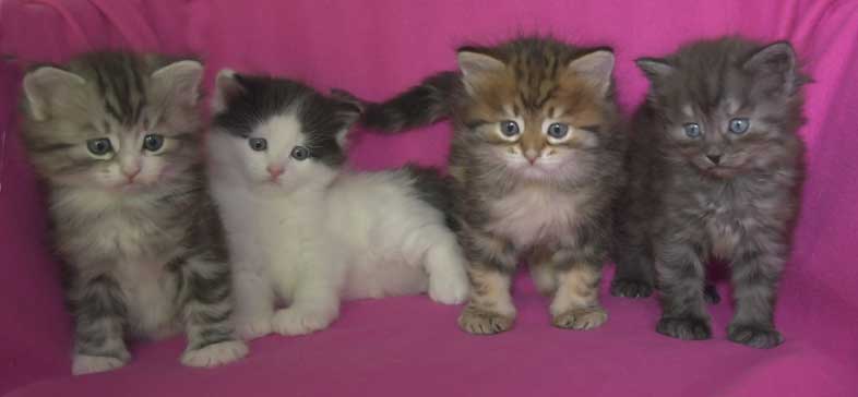 Sibiriska kattungar S3-kull