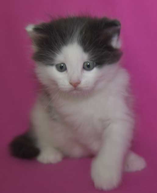 Sibirisk kattunge Saroma