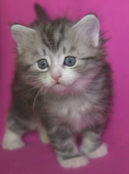 Sibirisk kattunge Seppina