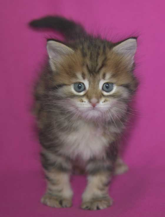 Sibirisk kattunge Semele