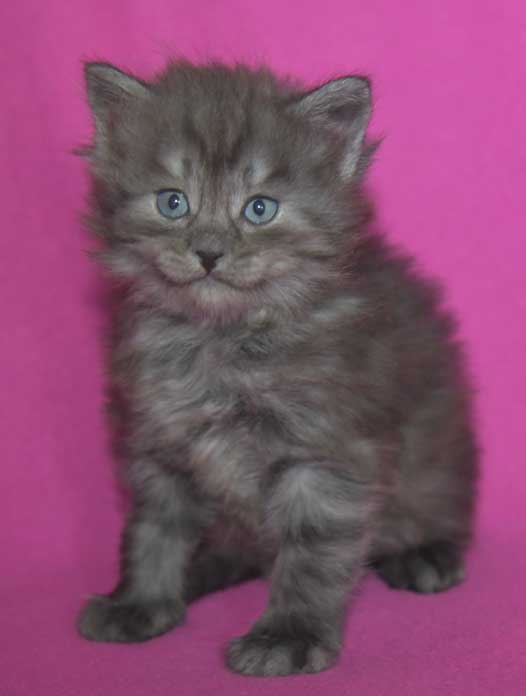 Sibirisk kattunge Skip