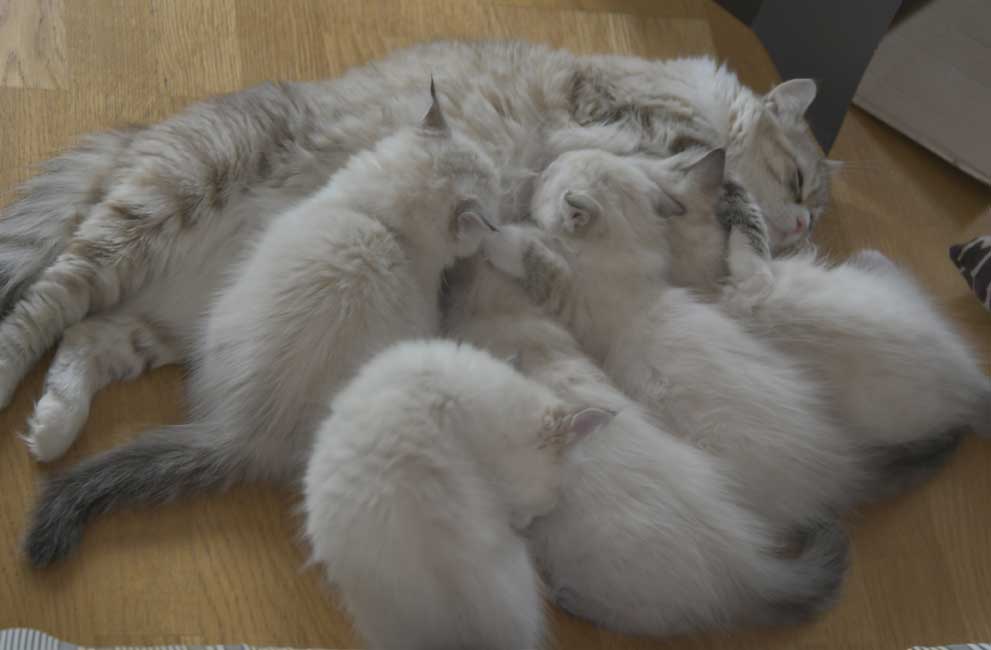 Neva Masquerade kattungar R3-kull