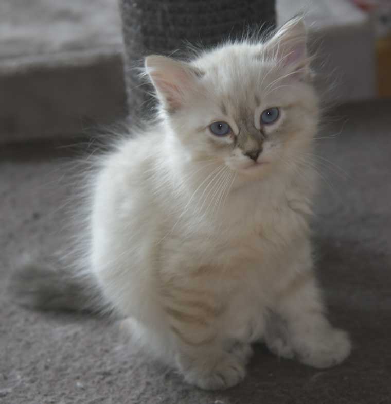 Neva Masquerade kattunge Reiko