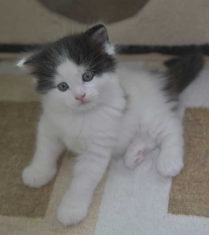 Sibirisk katt Saroma