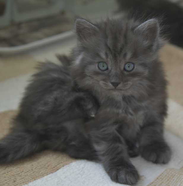 Sibirisk kattunge Skip