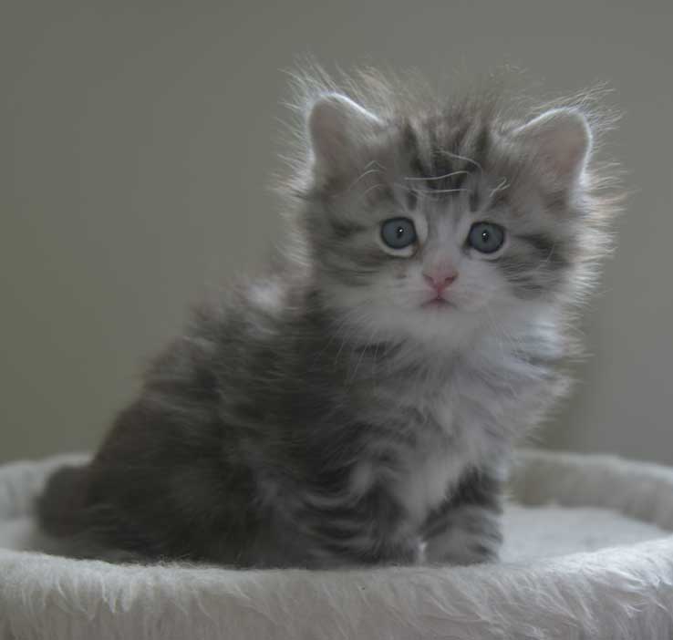 Sibirisk kattunge Seppina