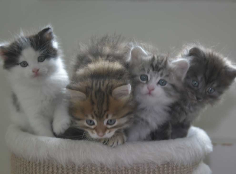 Sibiriska kattungar S3-kull