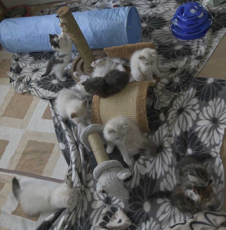 Nem och Sib kattungar R3 o S3