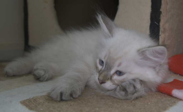 Neva Masquerade kattunge Ricci