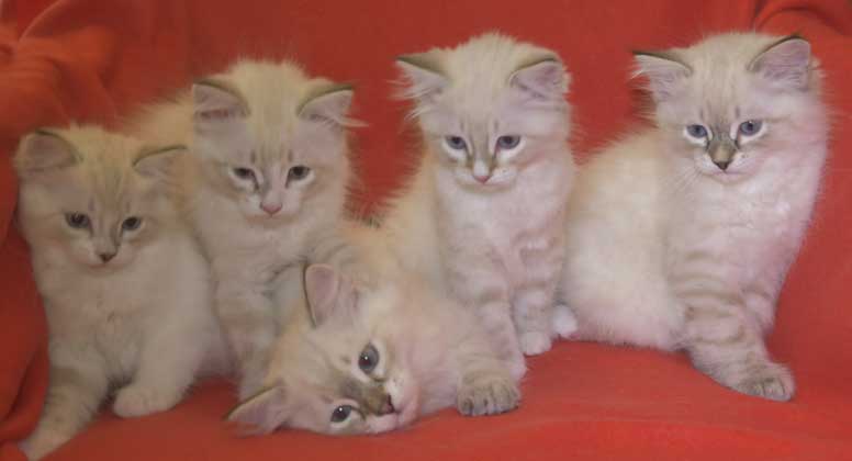 Neva Masquerade kattungarna R3-kullen