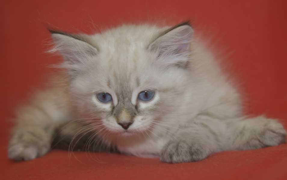 Neva Masquerade kattunge Reiko