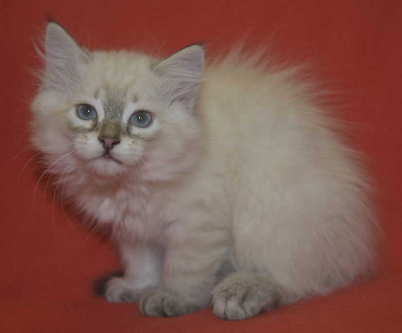 Neva Masquerade kattunge Ricci