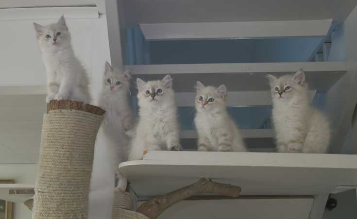 Neva Masquerade kattungar R3-kull