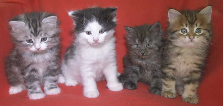 Sibiriska kattungar S3-kull