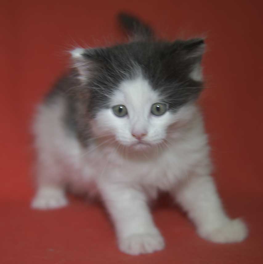 Sibirisk kattunge Saroma