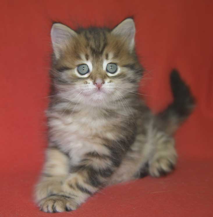 Sibirisk kattunge Semele