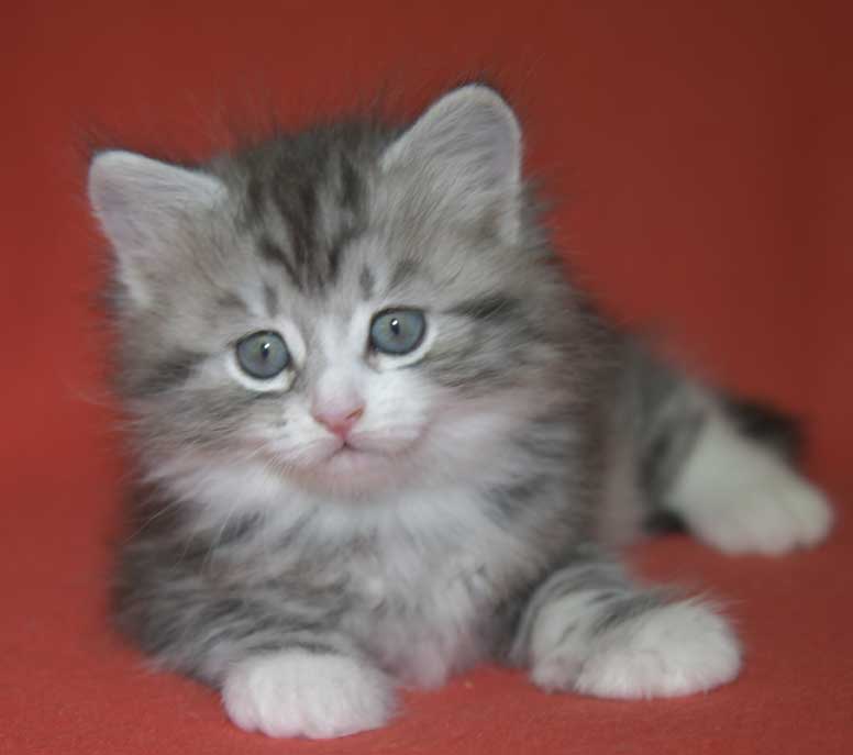 Sibirisk kattunge Seppina