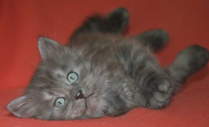 Sibirisk kattunge Skip