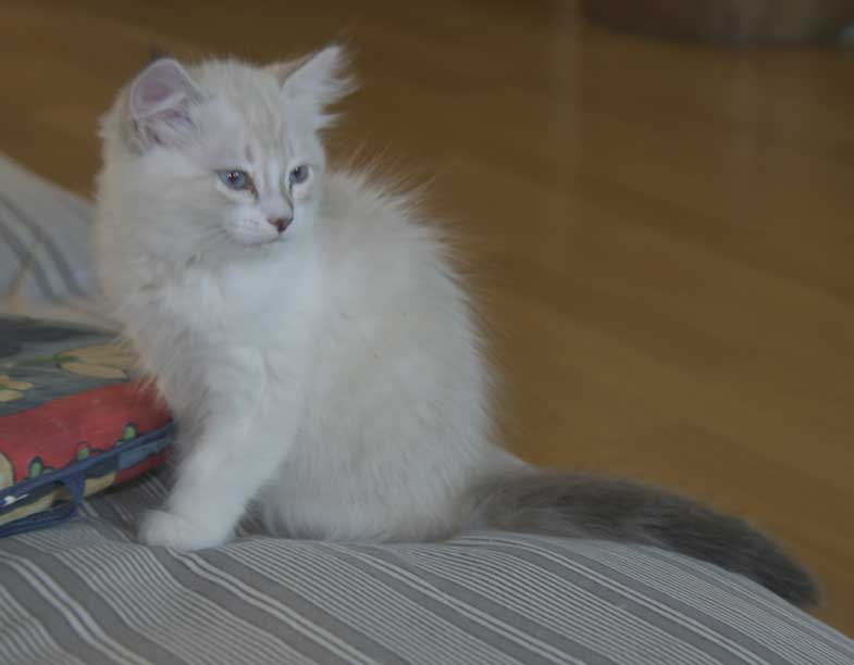 Neva Masquerade kattunge Ruby