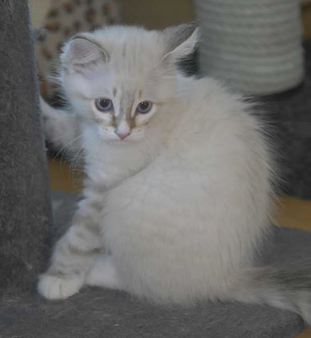 Neva Masquerade kattunge