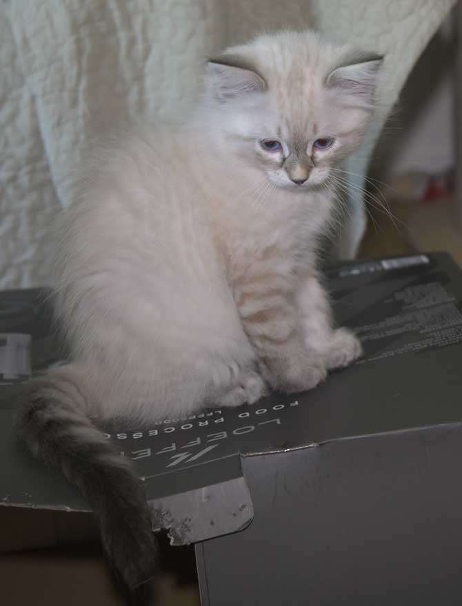 Neva Masquerade kattunge Reiko