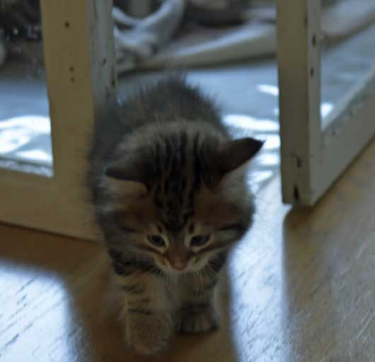 Sibirisk kattunge Semele