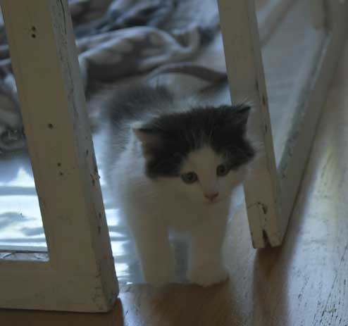 Sibirisk kattunge Saroma