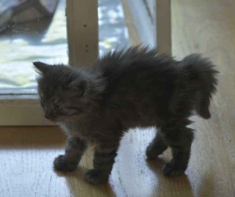 Sibirisk kattunge Skip