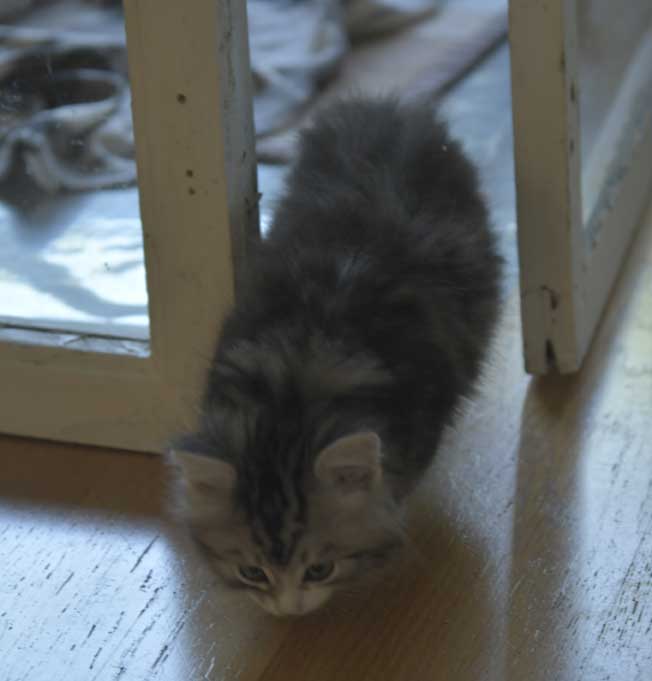 Sibirisk kattunge Seppina