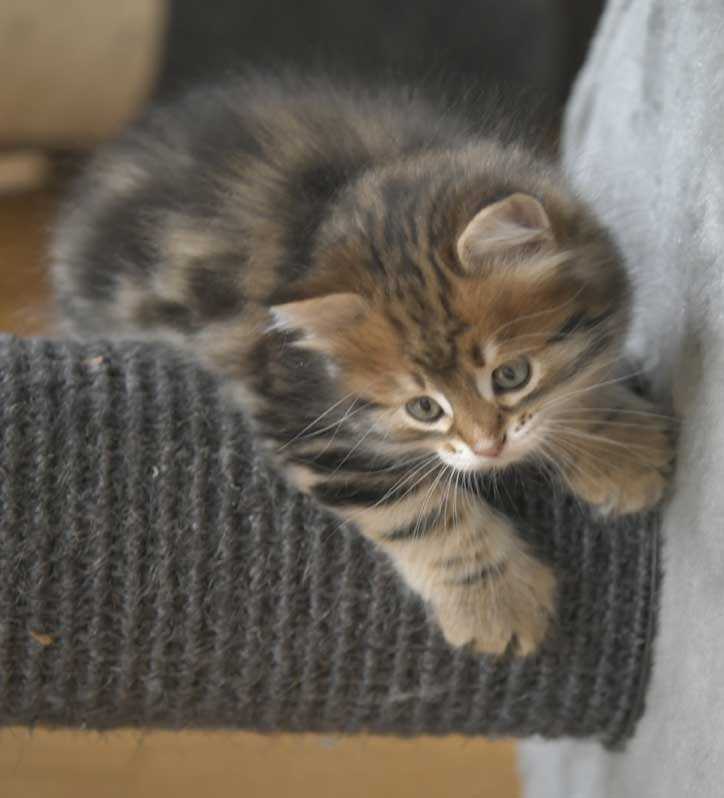 Sibirisk kattunge Semele