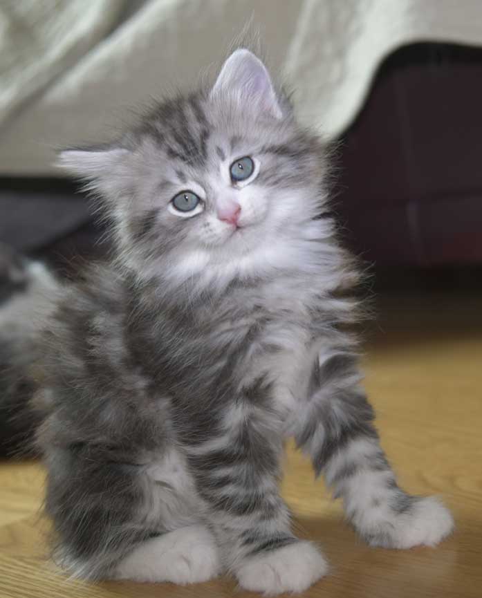 Sibirisk kattunge Seppina