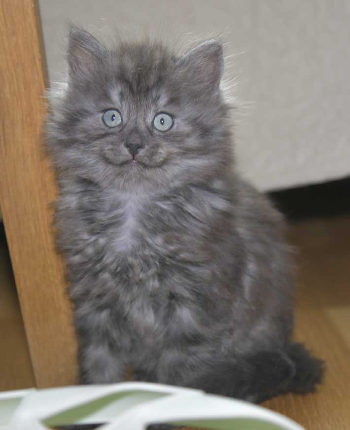 Sibirisk kattunge Skip