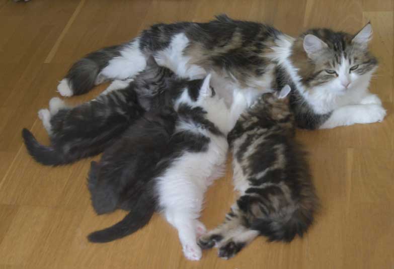 Sibiriska kattungar S3-kull